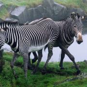 Oberon (right) arrived at Edinburgh Zoo over the weekend