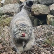 Akiko will be joined by a female Pallas's cat in the coming months