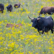 Trees for Life are seeking to introduce a huge species of wild cattle to Scotland