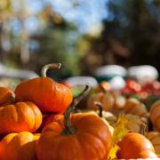 There are plenty of pumpkin patches in Scotland