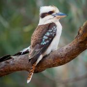 There are thought to be less than five or 10 Kookaburras in the entire UK.