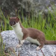 Although stoats have the same colouring as weasels, they have a longer tail