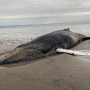 Members of the public reported hearing thuds of the whale thrashing its tail flukes, desperately trying to manoeuvre itself off the sand