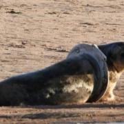 Members of the public raised the alarm after spotting a seal which appeared to be stuck inside a toilet seat