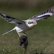 The steppe grey shrike was pictured 6000km away from its home in East Lothian