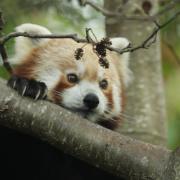 Priya has family ties to Edinburgh Zoo, with her grandparents still living at the zoo