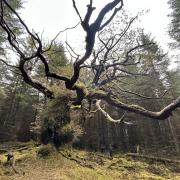 The Skipinnish Oak was named UK Tree of the Year