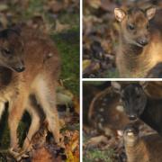 It is estimated that there are as few as 700 Visayan spotted deer remaining in the wild