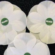 White poppies have doubled in popularity since 2021, according to the PPU which distributes them