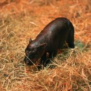 An endangered hippo calf has been born at Edinburgh Zoo