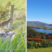 Corncrakes are one of 26 priority species listed by the National Trust for Scotland