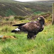 The eagle was found in July