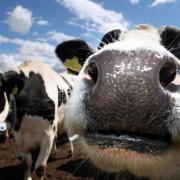 File photograph of cows on the Drumduan farm near Nairn