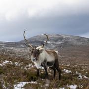 The Cairngorms and Edinburgh were named among the best places to visit this Christmas