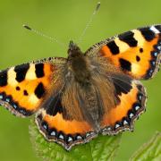 The latest Scottish Biodiversity Indicator examines the long-term trend for butterflies since 1979