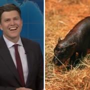 SNL joined in on the rivalry between Haggis and viral pygmy hippo Moo Deng