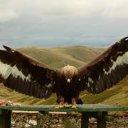 Golden eagle disappearances are being treated as suspicious