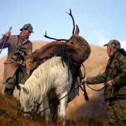 A highland pony leads a shooting party of Sgorr Ruadh on the Achnashellach estate in Wester Ross