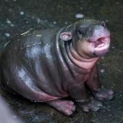 Edinburgh Zoo visitors can now see Haggis