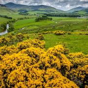 Mandatory Credit: Photo by Scottish Viewp/REX Shutterstock (4491086a) Gorse bushes in flower in the Scottish Borders - with the river Tweed in the valley beyond VARIOUS (33076159)