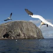 Bass Rock hosts the world's largest colony of northern gannets