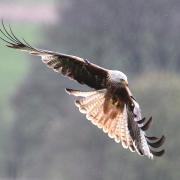 The charges related to the reckless use of illegal poison resulted in the deaths of 15 birds, including five red kites.