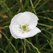 The Sunday National is displaying a white poppy on its front page today