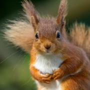 A red squirrel has been spotted in Bishopbriggs for the first time in decades