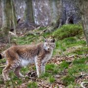 Could long-vanished species one day return to Scotland?
