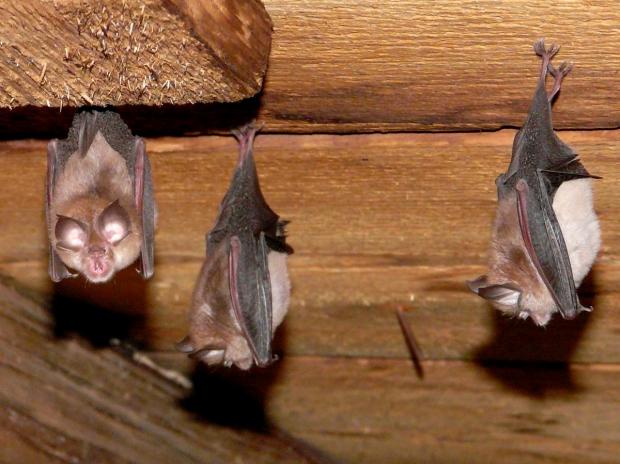 The National: Lesser horseshoe bats
