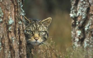 The study found that some Scottish wildcats shared nearly three quarters of their genetic markers with domestic cats