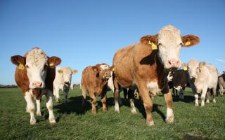 A case of Bovine Spongiform Encephalopathy has been detected on a farm in Ayrshire