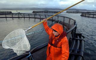 A salmon farmer at the Strondoir Bay fish farm at Loch Fyne Scotland