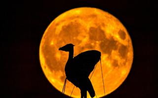 The Sturgeon Moon between Thursday night and Friday morning