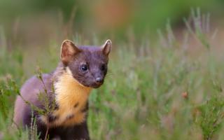 Pine martens are thought to act as squirrel 'bouncers'