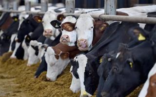 In an attempt to combat climate change and achieve its legally binding 2030 target, Denmark has introduced a new carbon tax on livestock