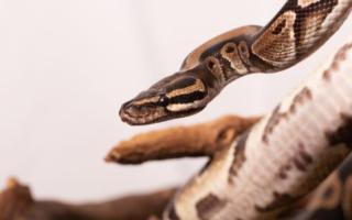 The snake was picked up by a local gardener