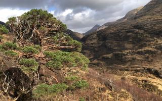 Scotland’s Pinewood Conference 2024 was held in Fort William and was the first of its kind in 30 years