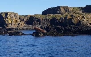 A walrus was spotted enjoying the sunshine near the Isle of Mull