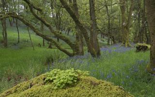 Bluebells in woodland on Wood of Cree RSPB Reserve Dumfries and Galloway