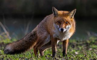 Landowners in Scotland are currently permitted to use snares to control animals such as foxes