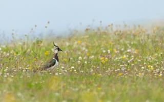 Lapwings are just one of the species set to benefit from the deal