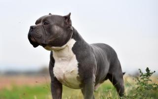 American XL bully dogs to be banned by end of year