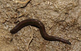 Medicinal leech numbers have been severely reduced by habitat loss
