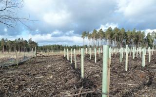 The Scottish Government has been criticised for failing to supply sufficient funding to assist in tree planting