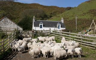 Sheep in pen at croft at the south end of Kerrera, an island near Oban, Argyll, Scotland, United Kingdom. (Photo by: Universal Images Group via Getty Images).