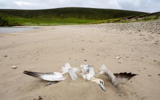 Scotland's iconic gannet population is declining as a result of avian flu