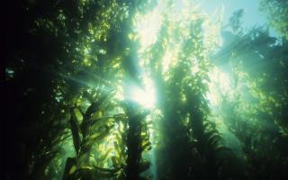 An underwater forest of kelp