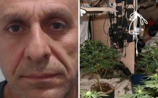 A man has been jailed after police found hundreds of cannabis plants at a property in Glasgow