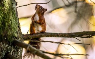 Around 80% of the UK's red squirrel population is found in Scotland